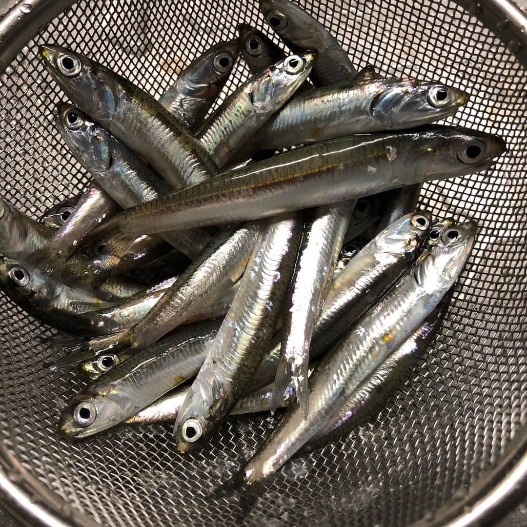 セイン・カミュのインスタグラム：「Today’s catch❣️ Baby sardines❗️ Made Tsukudani/イワシの佃煮❗️😋 #thanecamus #sardines #佃煮 #sardinesinsoysauce #catchoftheday #bonapetit」