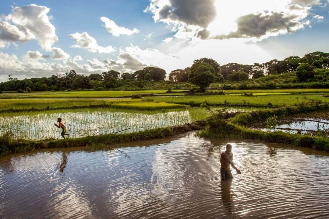 ナショナルジオグラフィックさんのインスタグラム写真 - (ナショナルジオグラフィックInstagram)「Photo by @edkashi  Washing and playing in the rice fields of Madagascar. #dailylife #ricefields #agriculture #Madagascar #Africa」8月4日 19時38分 - natgeo