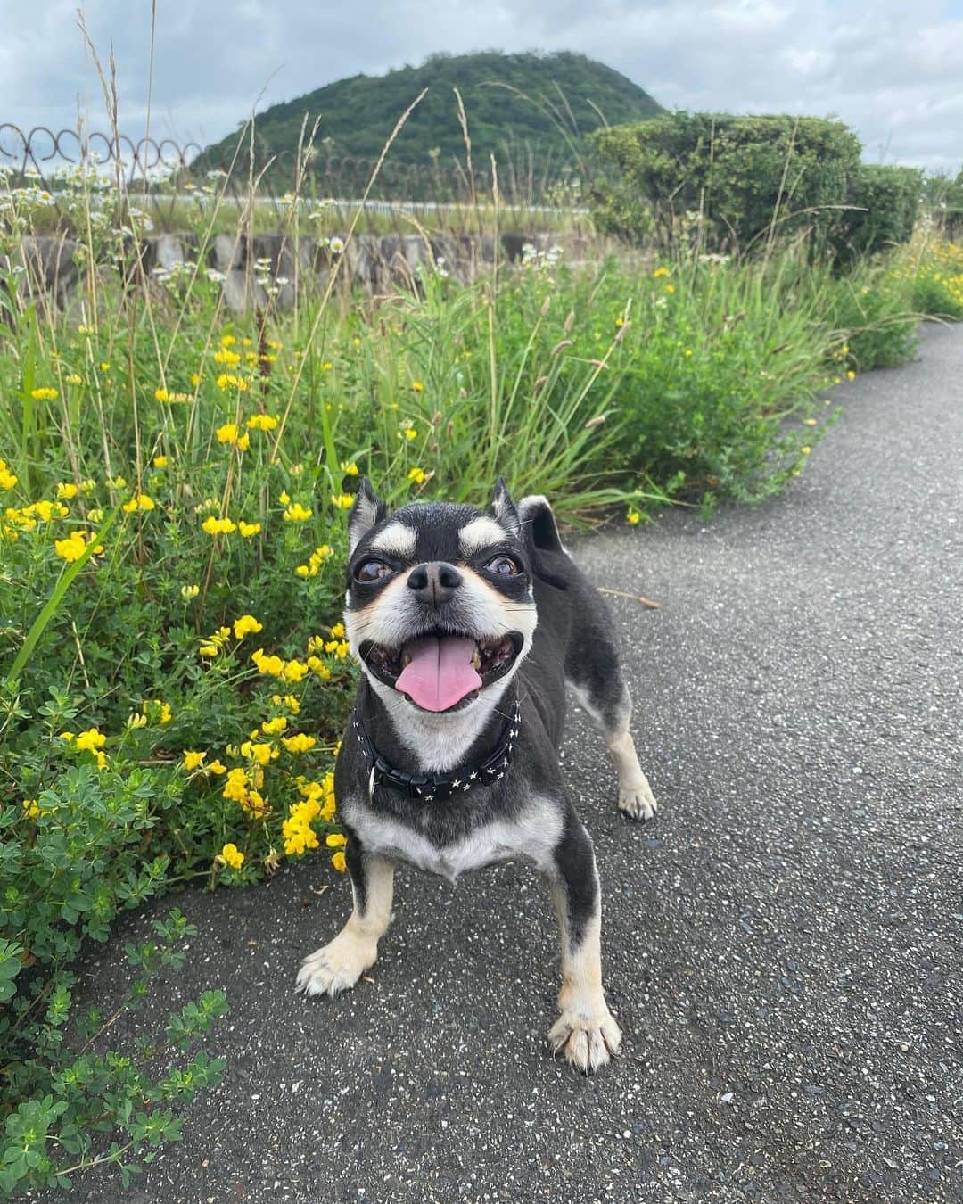 山田佳子さんのインスタグラム写真 - (山田佳子Instagram)「にっこり！Smile〜☆🐶🐾﻿表情豊かなマイケルくん、見てると飽きない　笑 ﻿ #今日も﻿ #ご機嫌 #笑顔﻿ #smile﻿ #マイケル﻿ #愛犬﻿ #お散歩 #chiwawa #chiwawalove」8月4日 19時46分 - yoshiko117