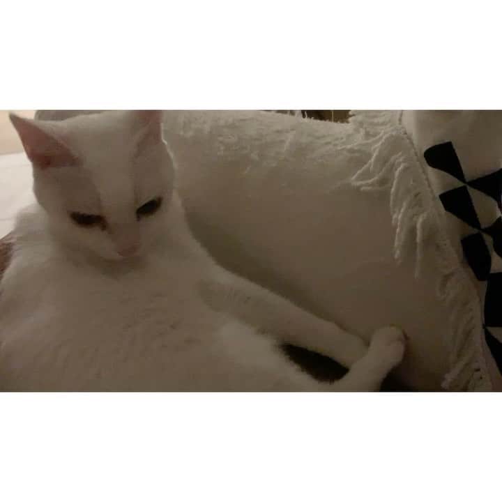 柴咲コウのインスタグラム：「明日は、のえる誕生日🎂 #birthday #保護猫 #白猫」