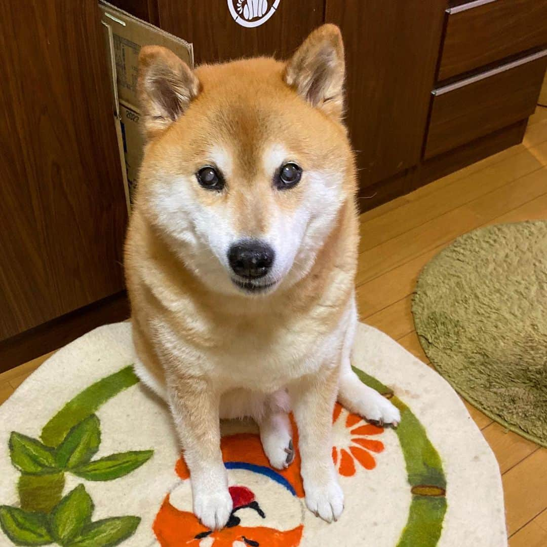 まる（まるたろう）さんのインスタグラム写真 - (まる（まるたろう）Instagram)「Is dinner ready yet? ✨🐶🙄✨もうすぐご飯の時間なの〜 #嬉しいな☺️  #むふふのふ #みんなは何食べたのさ」8月4日 19時46分 - marutaro