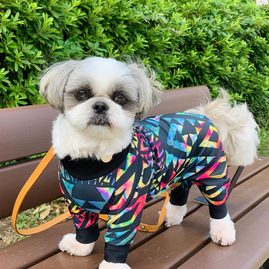 いくらさんのインスタグラム写真 - (いくらInstagram)「トリミングに行ってスッキリ夏男に変身🐶💕 ・ 今夏はたくさんナンパするのだ〜😍🤙🤙🤙 ・ グフフ😍💕 ・  #シーズー #shihtzu #dog #いぬすたぐらむ #犬 #ふわもこ部 #dogstagram #instadog #犬のいる暮らし #愛犬 #シーズー大好き部 #わんこ #トリミング #shihtzulove #shihtzugram #いぬのいる暮らし #トリミングサロン #可愛い #いぬ #いぬのきもち #doggrooming #小型犬 #犬のいる生活 #dogsofinstagram #dogs」8月4日 20時05分 - i_am_ikura