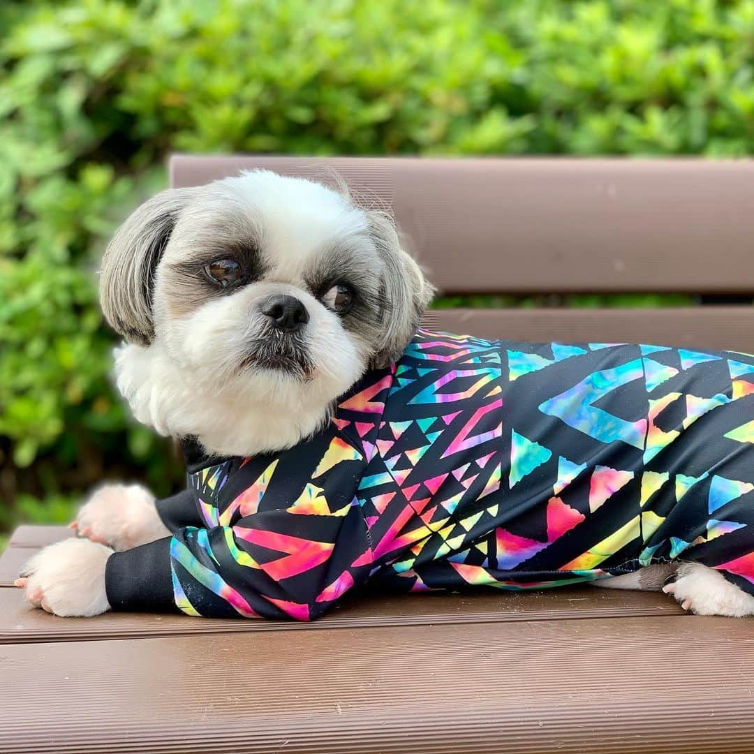 いくらさんのインスタグラム写真 - (いくらInstagram)「トリミングに行ってスッキリ夏男に変身🐶💕 ・ 今夏はたくさんナンパするのだ〜😍🤙🤙🤙 ・ グフフ😍💕 ・  #シーズー #shihtzu #dog #いぬすたぐらむ #犬 #ふわもこ部 #dogstagram #instadog #犬のいる暮らし #愛犬 #シーズー大好き部 #わんこ #トリミング #shihtzulove #shihtzugram #いぬのいる暮らし #トリミングサロン #可愛い #いぬ #いぬのきもち #doggrooming #小型犬 #犬のいる生活 #dogsofinstagram #dogs」8月4日 20時05分 - i_am_ikura