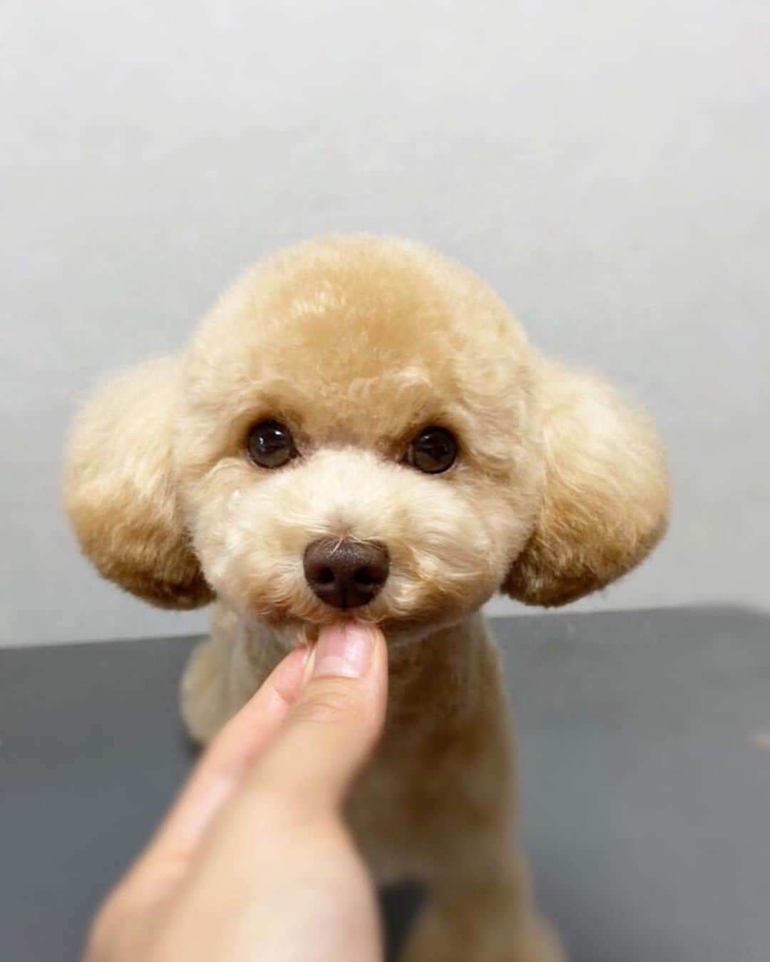 doghug (ドッグハグ) 豊洲本店のインスタグラム