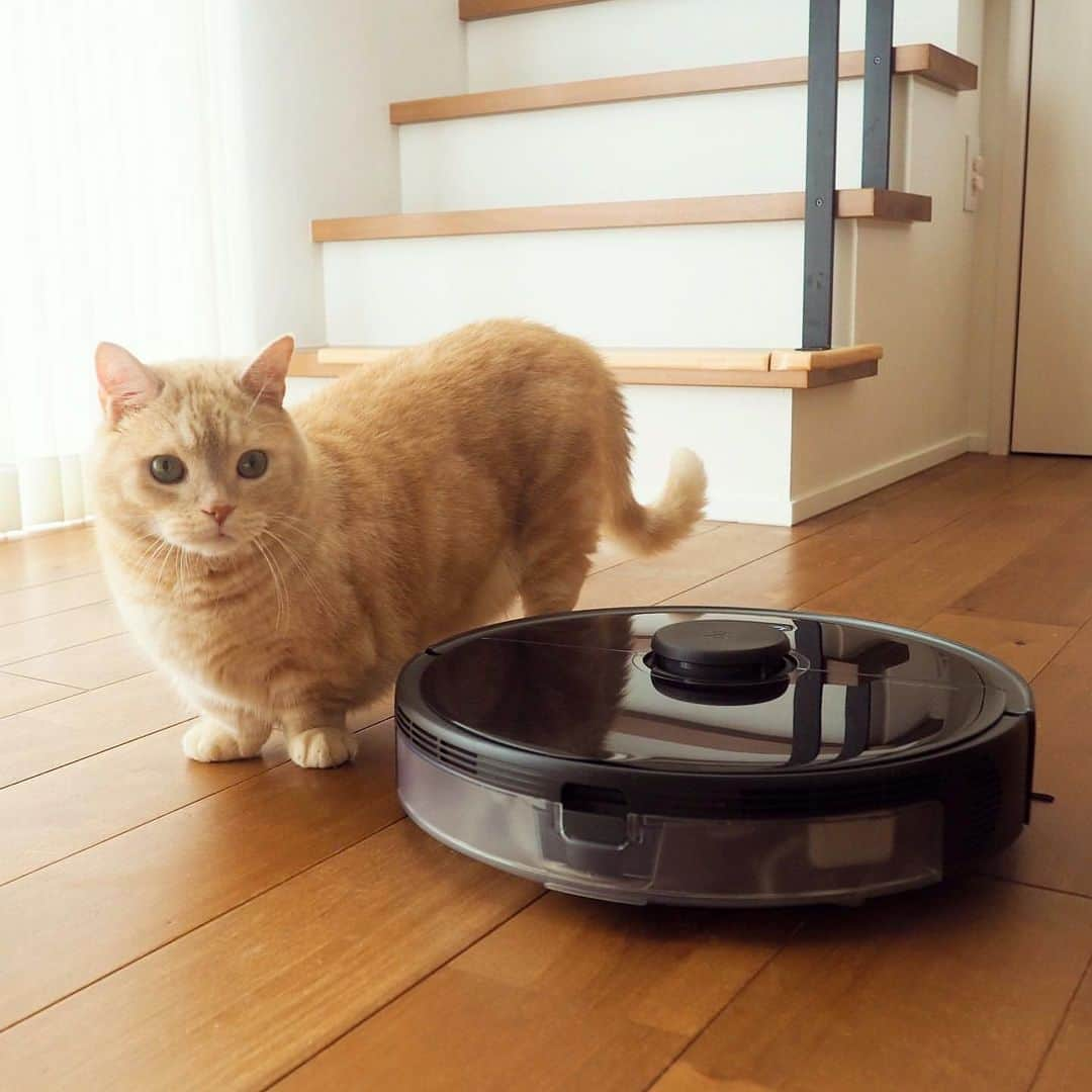 ぷーのインスタグラム：「我が家にロボロックが仲間入り🐈 . どんなに掃除していても落ちているぷーちゃんの毛と子供達の食べかす…🤭 部屋の細かいところまで綺麗にしてくれて、しかも水拭きもできる優れもの。 . こういうのには乗らない派のぷーちゃんは念入りにチェックした後、遠目から観察していました。 仲良くなれるかなー🐈🤖 . ストーリーズもご覧ください☝︎ . #roborock #ロボロック #ロボロックのある生活 #roborockpr #サイドブラシが気になるぷーちゃん .」