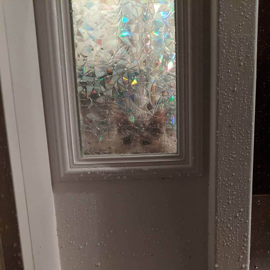 のインスタグラム：「The beans always wait by the door when we leave. Might cut the window film a bit at the bottom so they can see through a lil better 🥺」