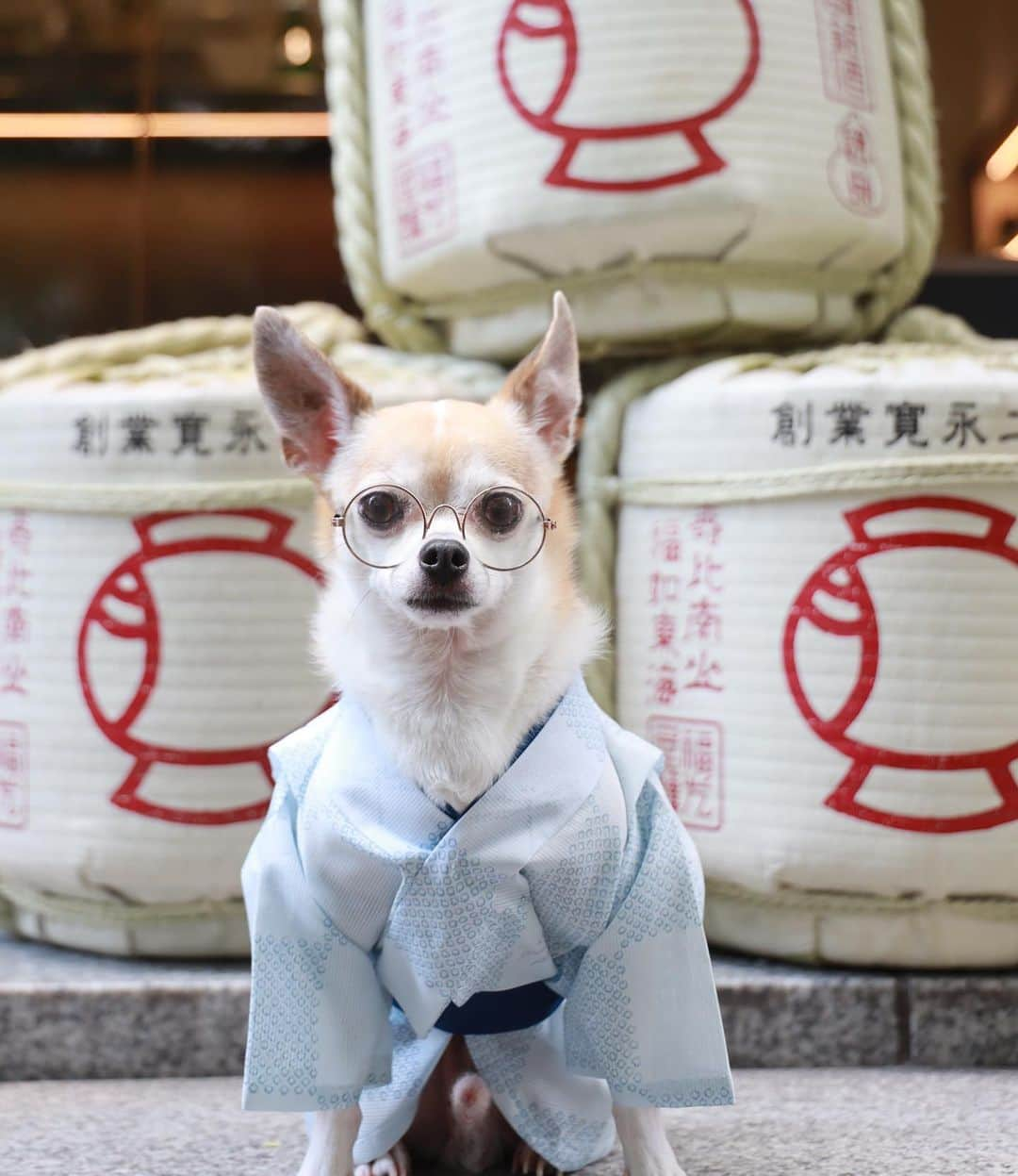 紋次郎さんのインスタグラム写真 - (紋次郎Instagram)「一献🍶 @fukumitsuya_official  おいしい日本酒飲みたいなぁ… コロナ太り対策で最近日本酒飲んでない気がする…  #dog#dogstagram#instadog#chihuahua#barkbox#mydogiscutest#buzzfeed#dog_features#fluffypack#barkpack#dogsofinstaworld#dogsofinstagram#犬#チワワ#手作り#handmade#着物#fashion#紋次郎一家#チーム茶#ふわもこ部#igersjp#peco犬部#dogsofinstagram#dogfashion #日本酒#福光屋」8月5日 6時27分 - montjiro