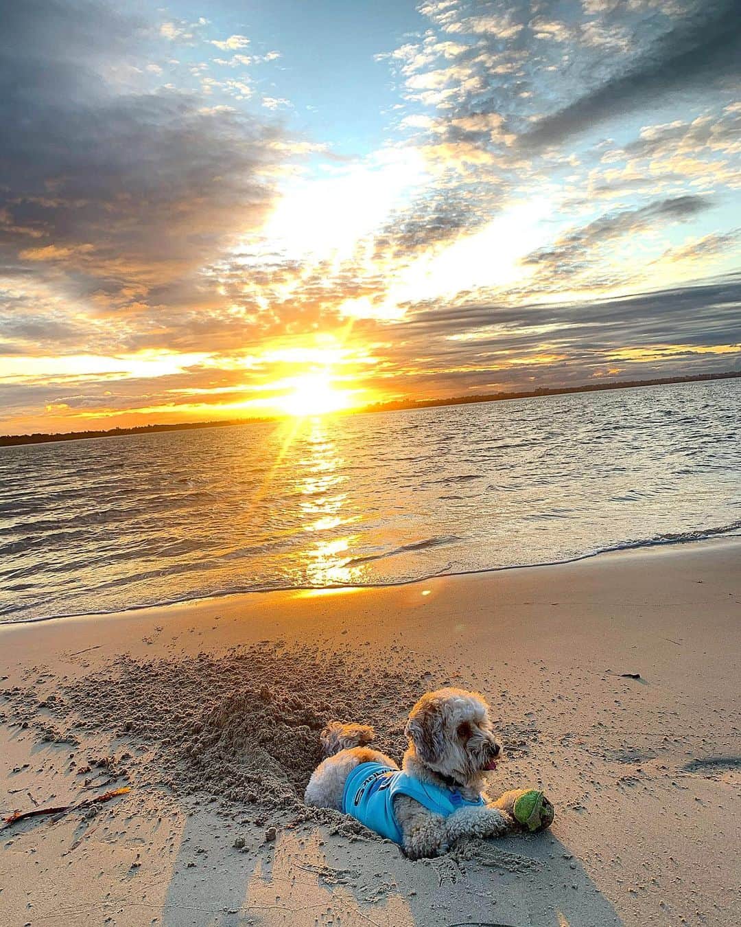 シャーニ・ヴィンソンのインスタグラム：「My 🧡 @jaggerpoo wearing his @cronullasharks jersey 🏈 🦈」