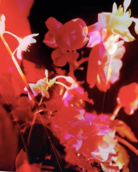 AnOther Magazineさんのインスタグラム写真 - (AnOther MagazineInstagram)「Psychedelic blooms captured by @garethwmcconnell 🌺⁠⠀ ⁠⠀ RG @garethwmcconnell, from a @gucci special in the pages of AnOther Magazine S/S17 🔁⁠⠀」8月4日 22時25分 - anothermagazine