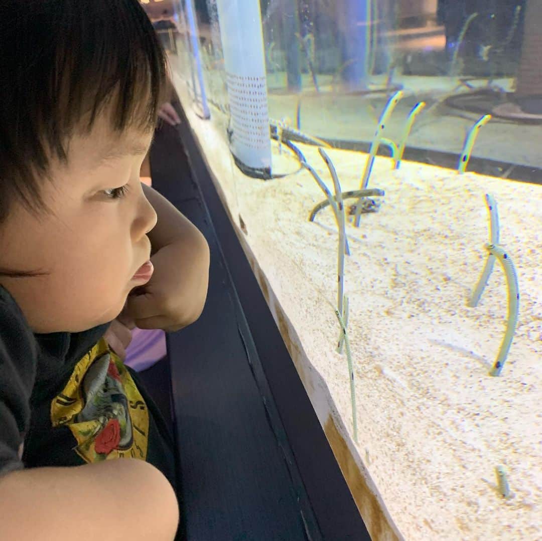Yukari Imaiさんのインスタグラム写真 - (Yukari ImaiInstagram)「すみだ水族館🐟 魚を見るとジィジ、ジィジというユイトくん🐟 常に消毒を持ち歩き、常に手を顔や口に持っていかないか、見張って大変だけど、ユイトの笑顔が見られるなら、いくらでも消毒もするし、何度でも一緒に手を洗って、予防しながら楽しむよ☺️☺️  手を洗いすぎて、消毒をしすぎてて、本人もすこし潔癖になりつつあるから、すこし心配…  早く普通の世の中に戻らないかなぁ。。 なーんも気にせず、東京のじぃじ、ばぁば、ニューヨークのマイロ、マーニさん、愛知のじぃじ、ばぁば、おぉばぁば、に会いたいね。」8月4日 22時36分 - yukari_magnese