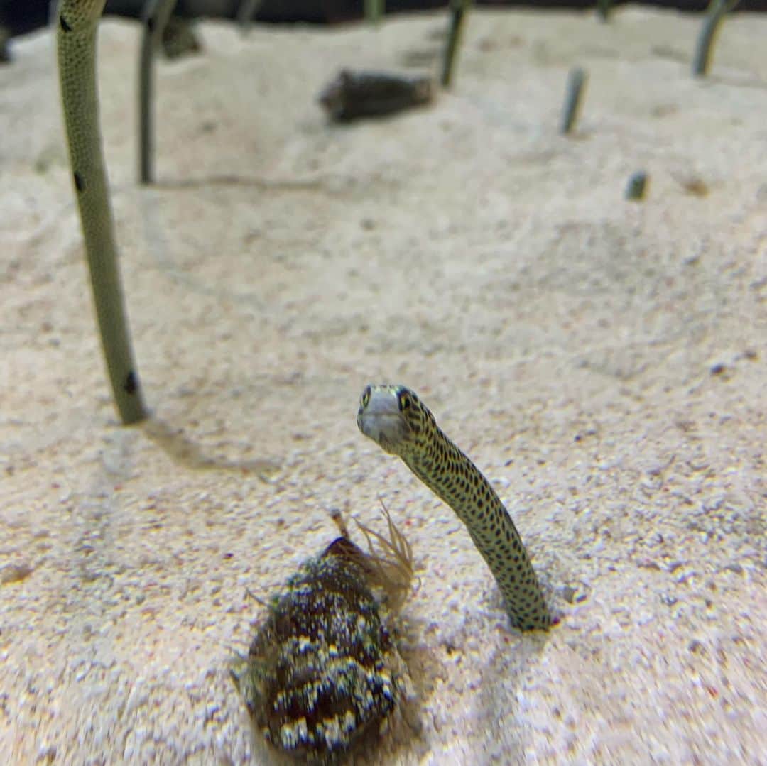 Yukari Imaiさんのインスタグラム写真 - (Yukari ImaiInstagram)「すみだ水族館🐟 魚を見るとジィジ、ジィジというユイトくん🐟 常に消毒を持ち歩き、常に手を顔や口に持っていかないか、見張って大変だけど、ユイトの笑顔が見られるなら、いくらでも消毒もするし、何度でも一緒に手を洗って、予防しながら楽しむよ☺️☺️  手を洗いすぎて、消毒をしすぎてて、本人もすこし潔癖になりつつあるから、すこし心配…  早く普通の世の中に戻らないかなぁ。。 なーんも気にせず、東京のじぃじ、ばぁば、ニューヨークのマイロ、マーニさん、愛知のじぃじ、ばぁば、おぉばぁば、に会いたいね。」8月4日 22時36分 - yukari_magnese