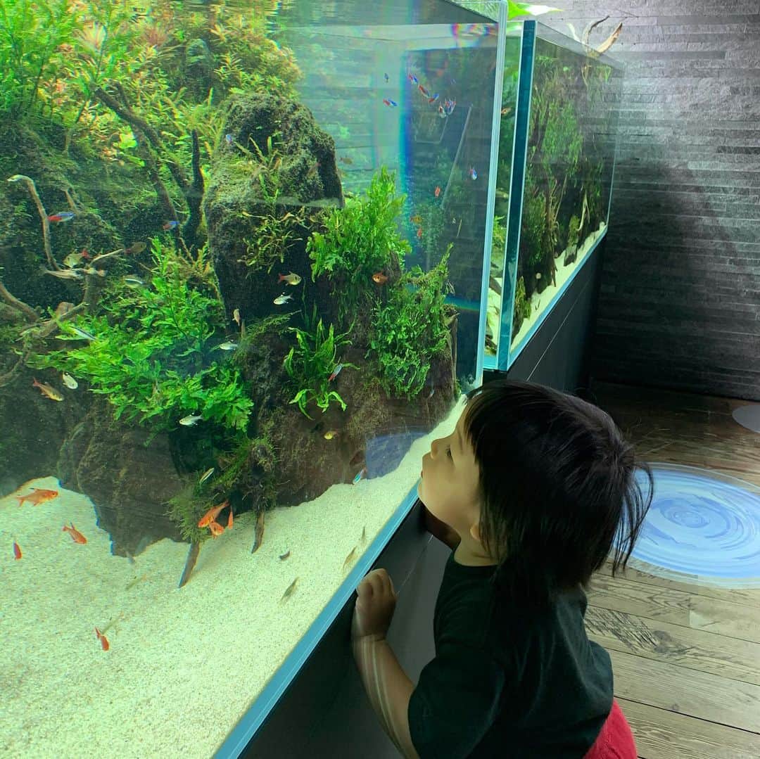 Yukari Imaiさんのインスタグラム写真 - (Yukari ImaiInstagram)「すみだ水族館🐟 魚を見るとジィジ、ジィジというユイトくん🐟 常に消毒を持ち歩き、常に手を顔や口に持っていかないか、見張って大変だけど、ユイトの笑顔が見られるなら、いくらでも消毒もするし、何度でも一緒に手を洗って、予防しながら楽しむよ☺️☺️  手を洗いすぎて、消毒をしすぎてて、本人もすこし潔癖になりつつあるから、すこし心配…  早く普通の世の中に戻らないかなぁ。。 なーんも気にせず、東京のじぃじ、ばぁば、ニューヨークのマイロ、マーニさん、愛知のじぃじ、ばぁば、おぉばぁば、に会いたいね。」8月4日 22時36分 - yukari_magnese