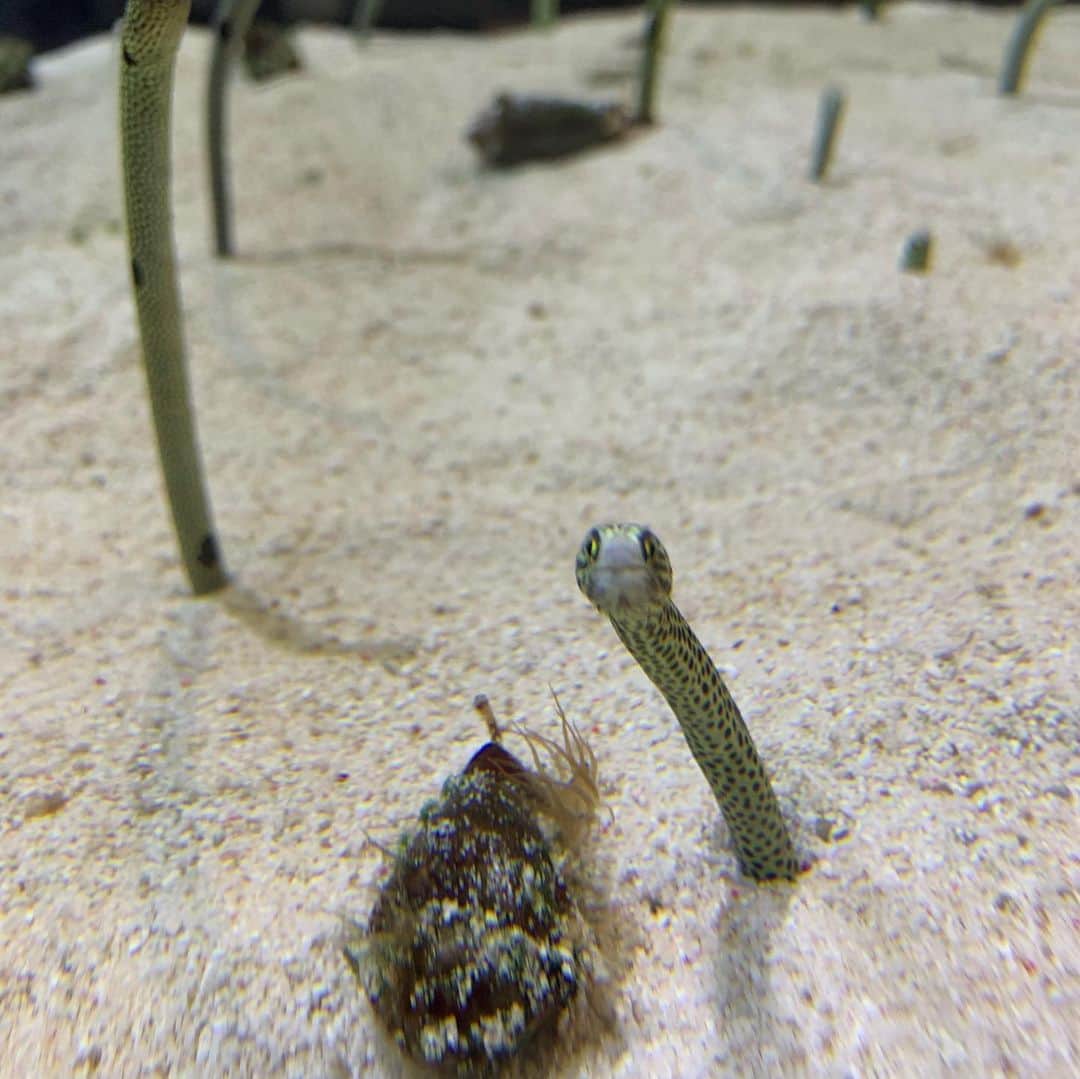 Yukari Imaiさんのインスタグラム写真 - (Yukari ImaiInstagram)「すみだ水族館🐟 魚を見るとジィジ、ジィジというユイトくん🐟 常に消毒を持ち歩き、常に手を顔や口に持っていかないか、見張って大変だけど、ユイトの笑顔が見られるなら、いくらでも消毒もするし、何度でも一緒に手を洗って、予防しながら楽しむよ☺️☺️  手を洗いすぎて、消毒をしすぎてて、本人もすこし潔癖になりつつあるから、すこし心配…  早く普通の世の中に戻らないかなぁ。。 なーんも気にせず、東京のじぃじ、ばぁば、ニューヨークのマイロ、マーニさん、愛知のじぃじ、ばぁば、おぉばぁば、に会いたいね。」8月4日 22時36分 - yukari_magnese