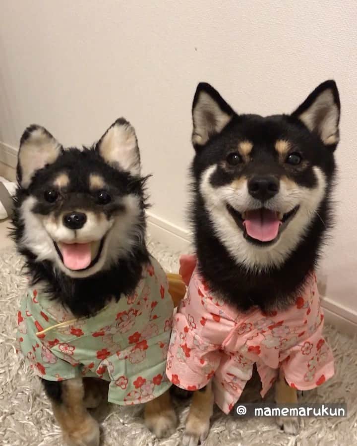 まめ丸のインスタグラム：「* * 今日は『ゆかたの日』だったんだって❣️ ぼくもきょねんきたよー🐶💓 * twins🐶💓 * #女の子のゆかただけどね #にあうかしら🐶💓 #まめ丸何の日シリーズ * #柴犬#豆柴#柴#黒柴#犬#ふわもこ部#いぬのきもち部#shiba#shibainu#shibastagram#shibadog#puppy#instadog#dogstagram#dog#instashiba#petstagram#pet#cutepetclub#강아지#멍스타그램#doglover#ilovemydog#weeklyfluff#まめ丸女装」