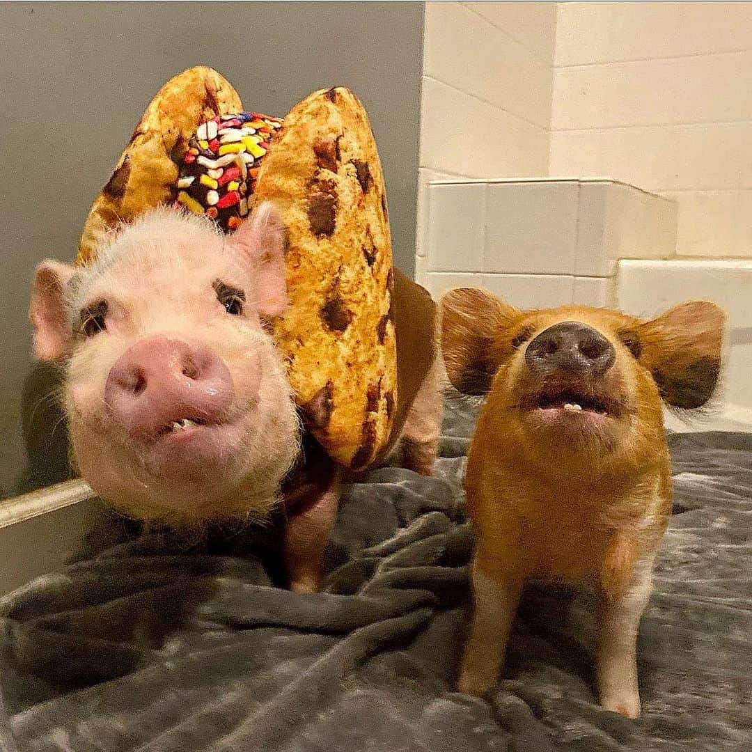 Priscilla and Poppletonさんのインスタグラム写真 - (Priscilla and PoppletonInstagram)「Just a CHIP off the old POP. Happy #NationalChocolateChipCookieDay from Pop and our adorable new rescue piglet, Chip! Looks like Pop has already taught him how to smile for the camera!🐷❤️🍪#twinningtuesday #sillypop #chipthepig #rescuepig #prissyandpopshelpinghooves #PrissyandPop」8月4日 22時59分 - prissy_pig