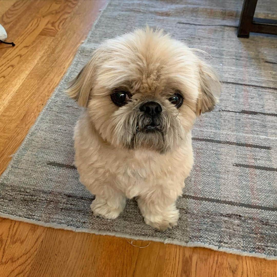Dougie the Shih Tzuさんのインスタグラム写真 - (Dougie the Shih TzuInstagram)「Head, shoulders, knees and toes, knees and toes.」8月4日 22時56分 - dailydougie