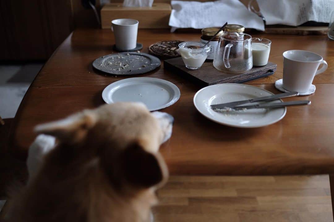 maggydaisyのインスタグラム：「_  ごちそうさまー。  #後頭部 #maggydaisymore20200804 #corgi  #コーギー #犬のいる暮らし」