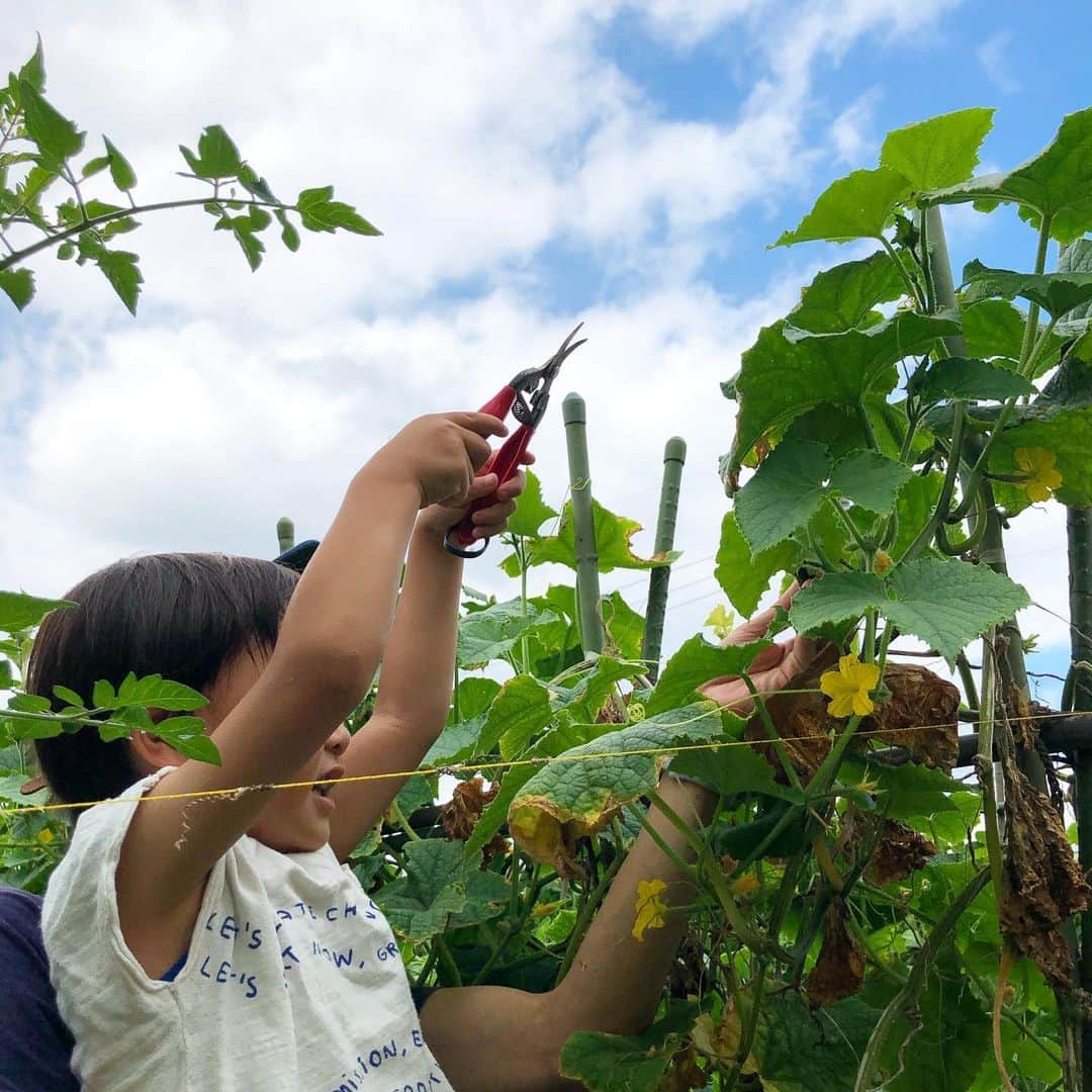 川島令美のインスタグラム：「夏の畑に出向いての収穫体験は、夏野菜あれこれと（いんげん、トマト、ナス、ピーマン、枝豆）、7月に行ったじゃがいも掘り。 ＊ 来年は自宅でももう少しお野菜を育ててみたいなーと思っており、リサーチを兼ね…って、どれも随分と立派な背丈のものばかりで😅どうしようか…。 ＊ （4枚目）我が家のベランダのミニトマトも美味しく色付きました🍅 ＊ ちなみに今年自宅で植えたのは、ミニトマトに大葉、バジル3種、チャービル、パセリ、ミント、レモンバームにチャイブ…他にも消費の間に合っていないハーブあれこれ😅 あとは一本ブルーベリーを追加して2本にしたからか、実も少し付きました。来年に期待🍀 #畑体験 #夏野菜 #3歳6ヶ月」