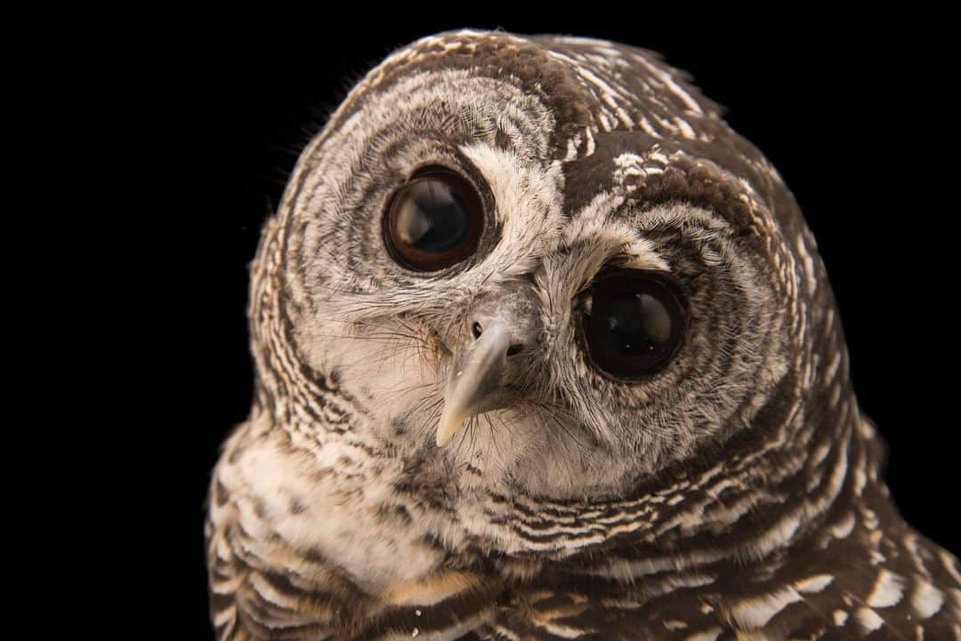 Joel Sartoreさんのインスタグラム写真 - (Joel SartoreInstagram)「In the wild, chaco owls can be found inhabiting the dry chaco woodlands of Bolivia, Paraguay, and Argentina. These birds are strictly nocturnal hunters, preying on small birds, mammals, spiders and insects as soon as the sun goes down. During daylight hours, they will roost keeping their bodies close to the trunk of a tree or in a tree hole, where their feathers blend perfectly with surrounding tree bark. Photo taken at the Monticello Center in Italy thanks to the support of @greenteenteam. #OwlAwarenessDay #owl #chaco #woodlands #raptor #birdofprey #nocturnal #bigeyes #PhotoArk #savetogether」8月4日 23時02分 - joelsartore