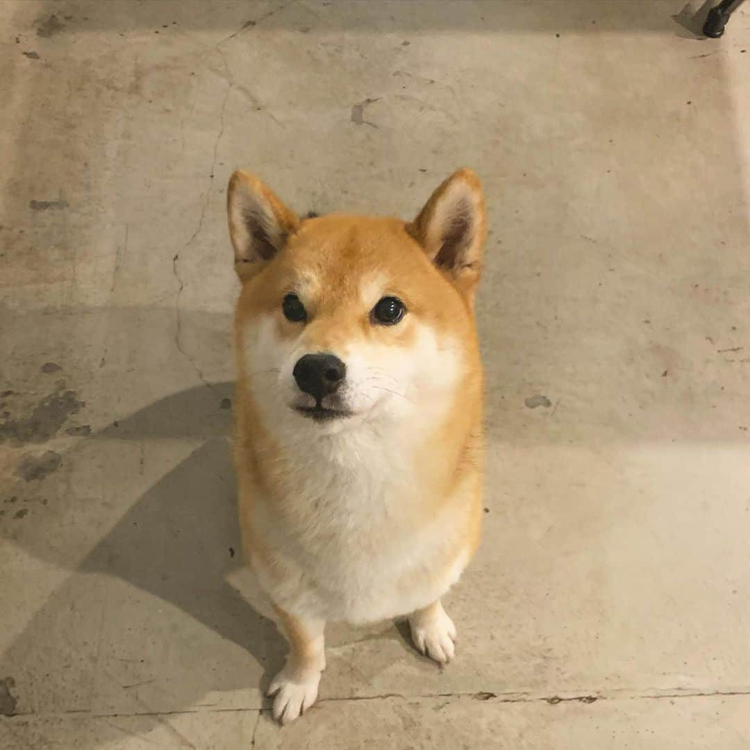 Shibainu Pontaのインスタグラム