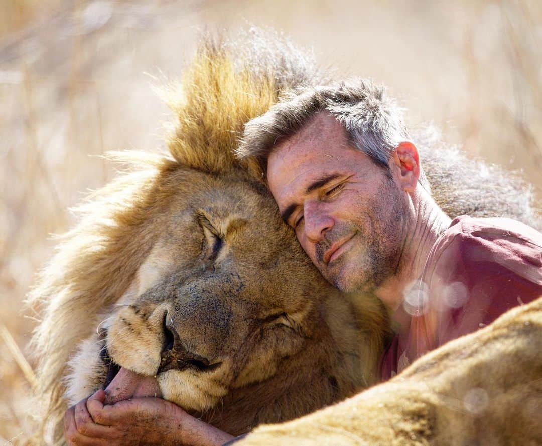 Kevin Richardson LionWhisperer さんのインスタグラム写真 - (Kevin Richardson LionWhisperer Instagram)「For those out there who think I drug the lions in order to interact, I guess technically you may be right in a sense. When Siam hears my car he gets up and waits for me by the gate. What exactly is he waiting for? His daily fix of catnip of course. So in this photo there are many neural pathways lighting up all at once. Head rubbing, which releases oxytocin, licking, chewing and the smell of nepetalactone which gets released from the catnip which gets Siam on a high lasting around 12-15 minutes, of drooling, goofiness and calmness like never seen before in a lion. But think again if you think just putting some catnip on the ground will do the trick. Oh no, Siam only responds when it’s in my hand, mushed up and spread all over his face together with his drool 🤤. That’s the perfect mix to a happy cat. Interestingly enough not all the lions seem to have receptors that respond to catnip and therefore it’s a bit of a trial and error exercise. The gene 🧬 is thought to be hereditary. Generally speaking it’s the lions that love the 💩 that also love the catnip. Go figure!」8月4日 23時15分 - lionwhisperersa