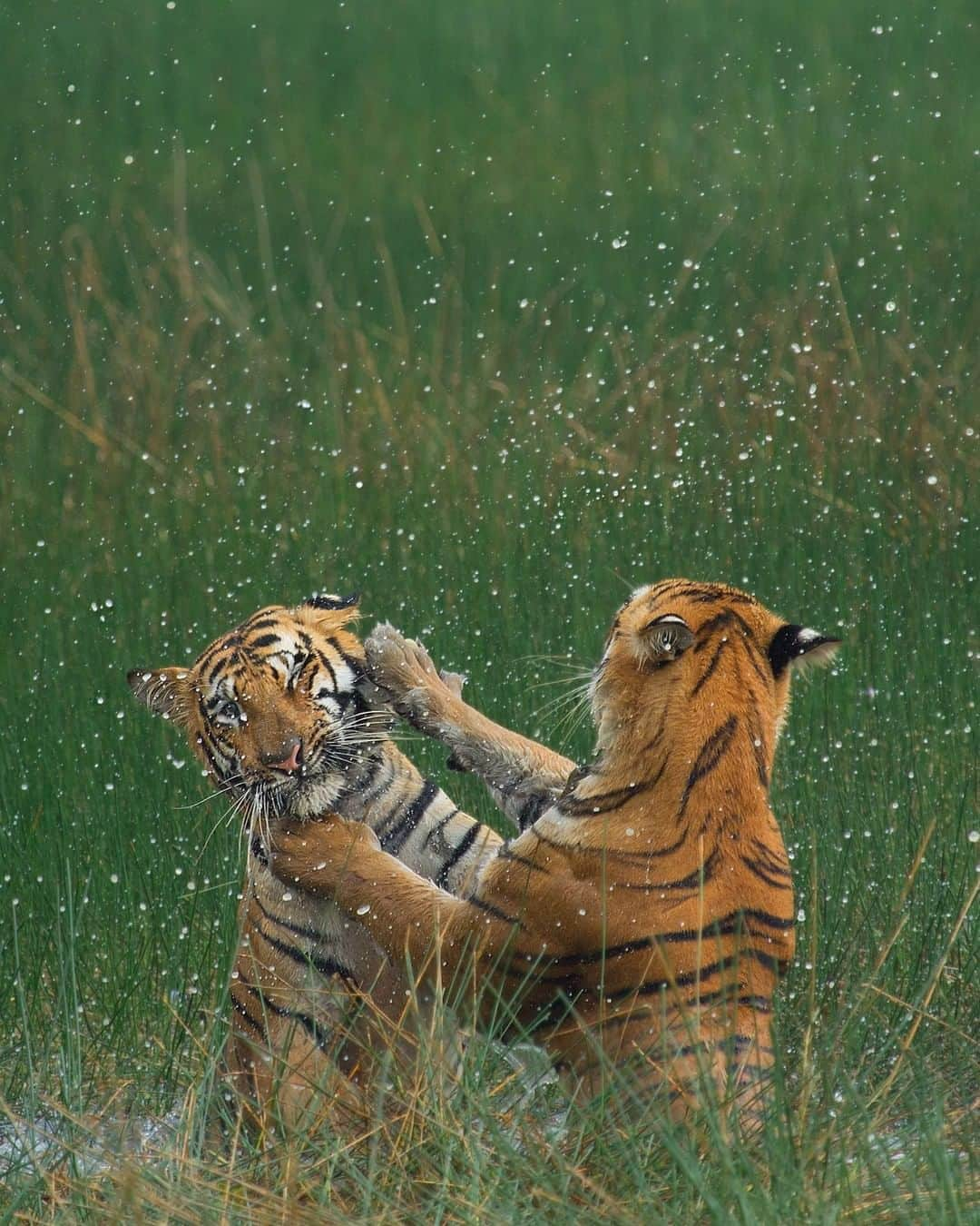 Discoveryさんのインスタグラム写真 - (DiscoveryInstagram)「A sudden fight of tigers in a marshy area of Tadoba tiger reserve, India stunned all the visitors in the park. There were splashes of water all around due to high aggression of both.   Photo + Caption: Pratik Humnabadkar (@pratikhumnabadkar)  #TigerTuesday #rainyday #bigcatsofinstagram #tiger #India #tadobatigerreserve #natureismetal」8月4日 23時25分 - discovery