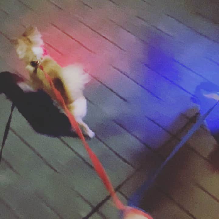 のインスタグラム：「暑さが厳しいので、夜のお散歩がメインに。我が家の可愛いチワワたちによるエレクトリカルパレードをご覧ください😂 ・ ・ ・ #味岡ちえり #bongo #chabin #cobin #犬好き #dogs🐶  #チワワ #ロングコート #ブラックタンホワイト　#クリームホワイト #セーブルホワイト #多頭飼いチワワ  #chihuahua  #dogstagram  #犬がいる暮らし #犬がいないと生きていけない  #多頭飼い #散歩　#よるんぽ  #お散歩 #エレクトリカルパレード」