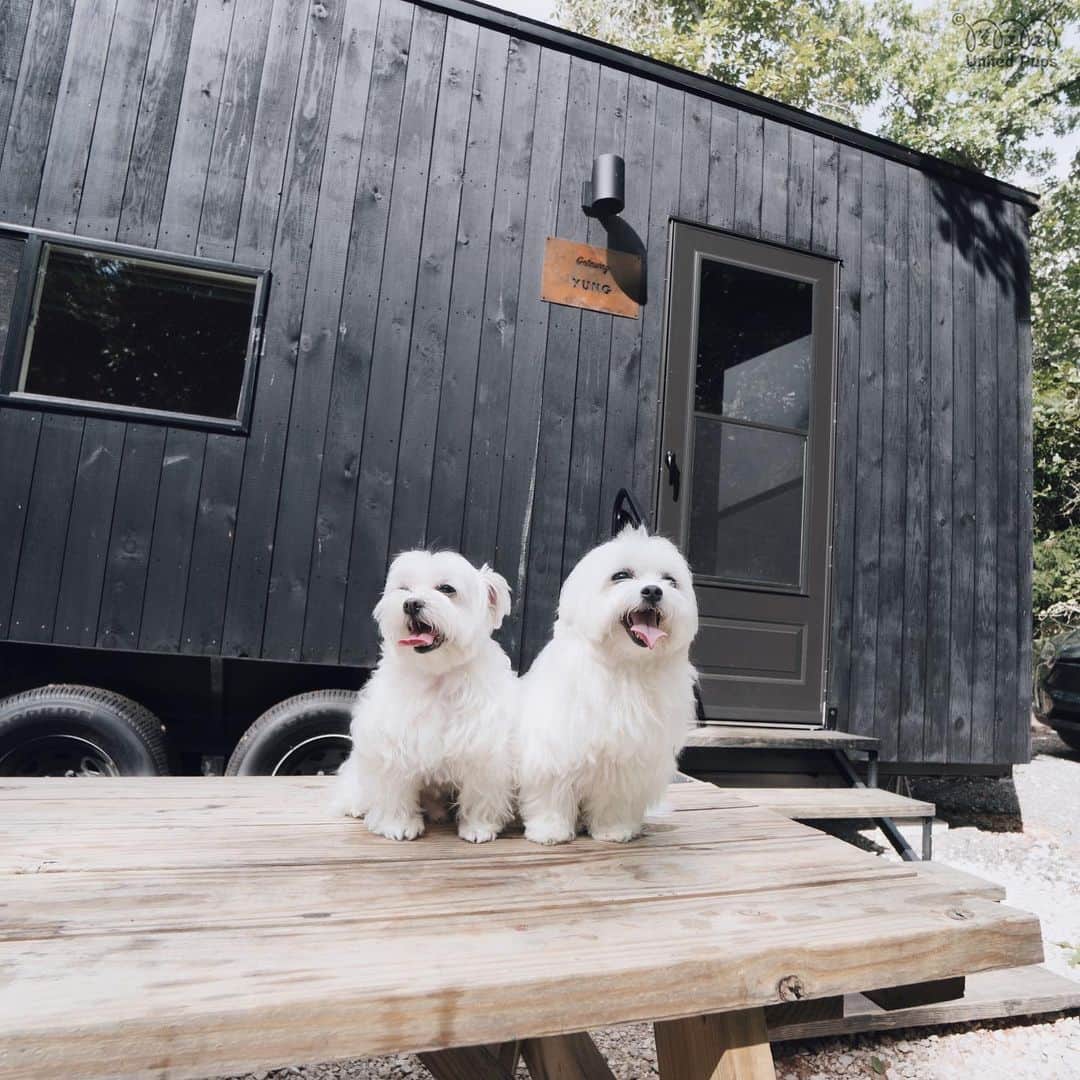 のインスタグラム：「Last week, we were ruffin’ it in this dog friendly getaway cabin🤩! Have you ever been camping with your hoomans?  ・  Check out our video on our Youtube channel 🎥Maltese Angels - A-Rod and Bailey ・・  #barkhappy#yesgetaway#getawayhouse#getawayoften #getawaydallas @getawayhouse #tinyhouse #tinycabin #adventureoutdoors #goexploring #livelifeoutdoors #camping #innature #innaturewetrust #dogsofgetaway#cabin#dogsthatexplore#dogsthatadventure#adventuredogs#adventureswithdogs#adventuredogsofficial#campingwithdogs#dogcation#cabinhounds#naturepup#livingourbestlives #getawaypineywoods #maltese#malteseofinstagram#malteselovers#malteseofficial」
