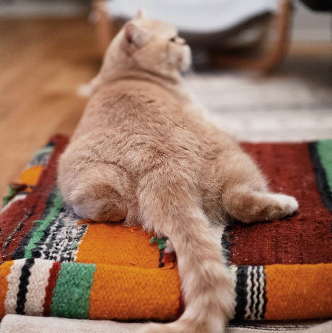 清水桜子さんのインスタグラム写真 - (清水桜子Instagram)「柴犬味あるタムのお尻。 寝姿は、餅のよう…。」8月4日 23時31分 - sakuracos