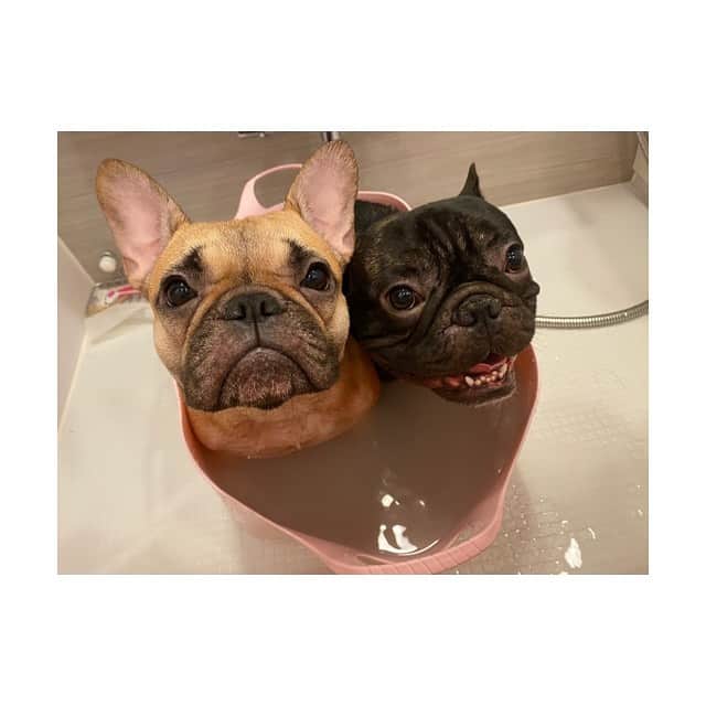 のインスタグラム：「🐶🐶温泉はじめました♨️」