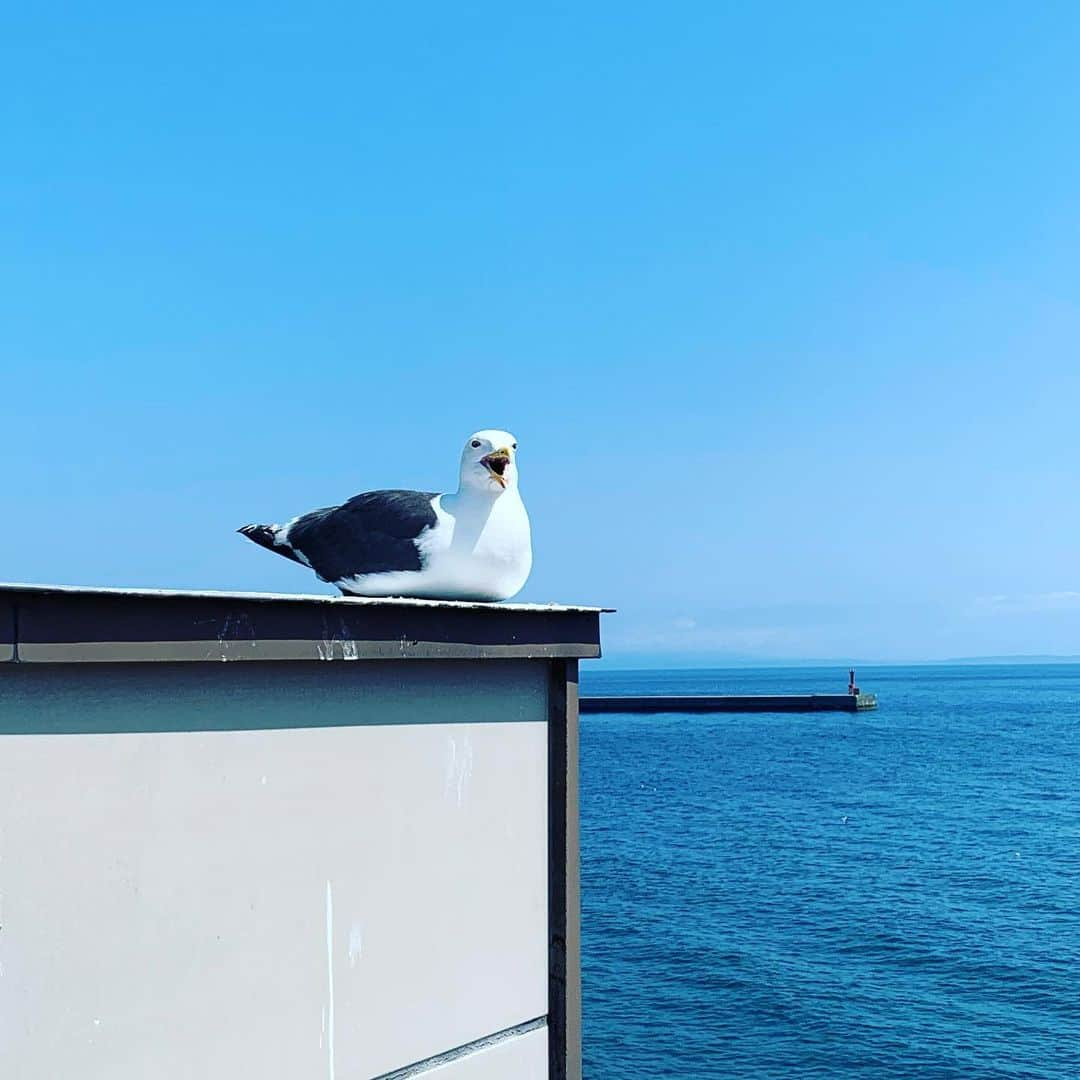 狭間るかのインスタグラム：「海鳥とのタイマン」