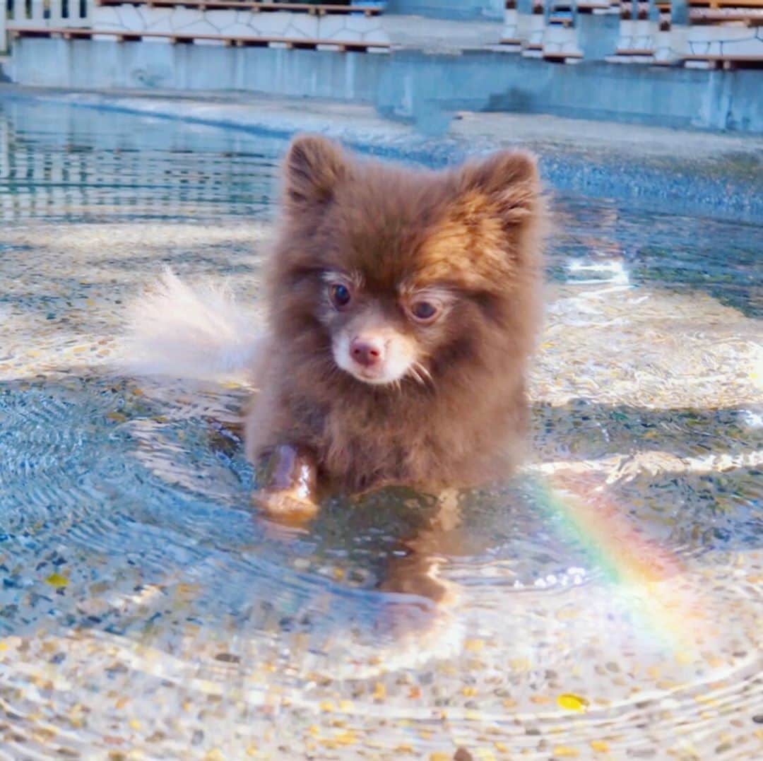 のインスタグラム：「Beeちゃんの水浴び😄✨#チョコポメ #pomeranian」