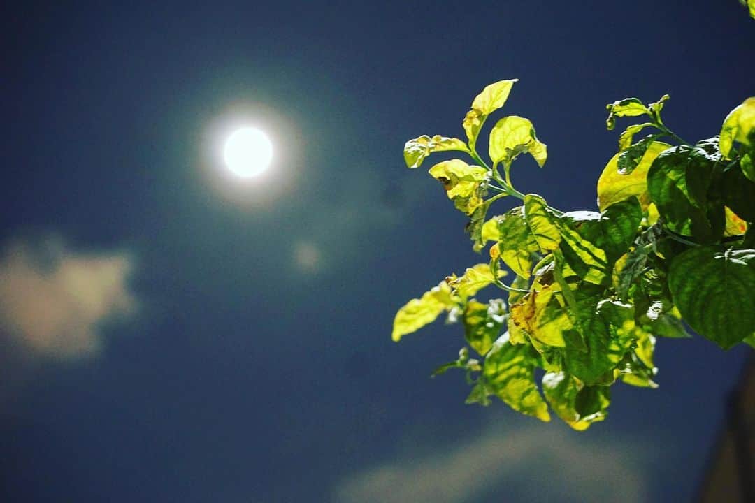 マサ小浜さんのインスタグラム写真 - (マサ小浜Instagram)「Beginning to See The Light...  蒸し暑いけど月が綺麗なよる  #tokyolife」8月4日 23時55分 - masakohama1