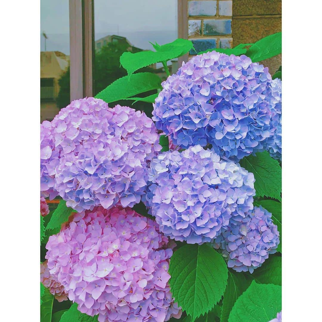 潘めぐみさんのインスタグラム写真 - (潘めぐみInstagram)「雨の日に見る紫陽花 . ふりふらが頭をよぎるんです。 . あの日の朱里の気持ちと共に。 . 映画でも印象的に描かれています。 . #思い思われふりふられ #ふりふら #ふりふらアニメ」8月5日 0時04分 - han_meg_han