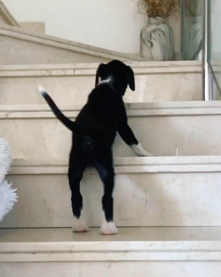 Camila Queirozのインスタグラム：「Um registro fofo de Fevereiro quando a Lua chegou na nossa família. Ela tinha uns 2 meses e amava nadar no potinho de água dela e depois tentava subir a escada toda molhada. Resultado: esse vídeo 🤍」