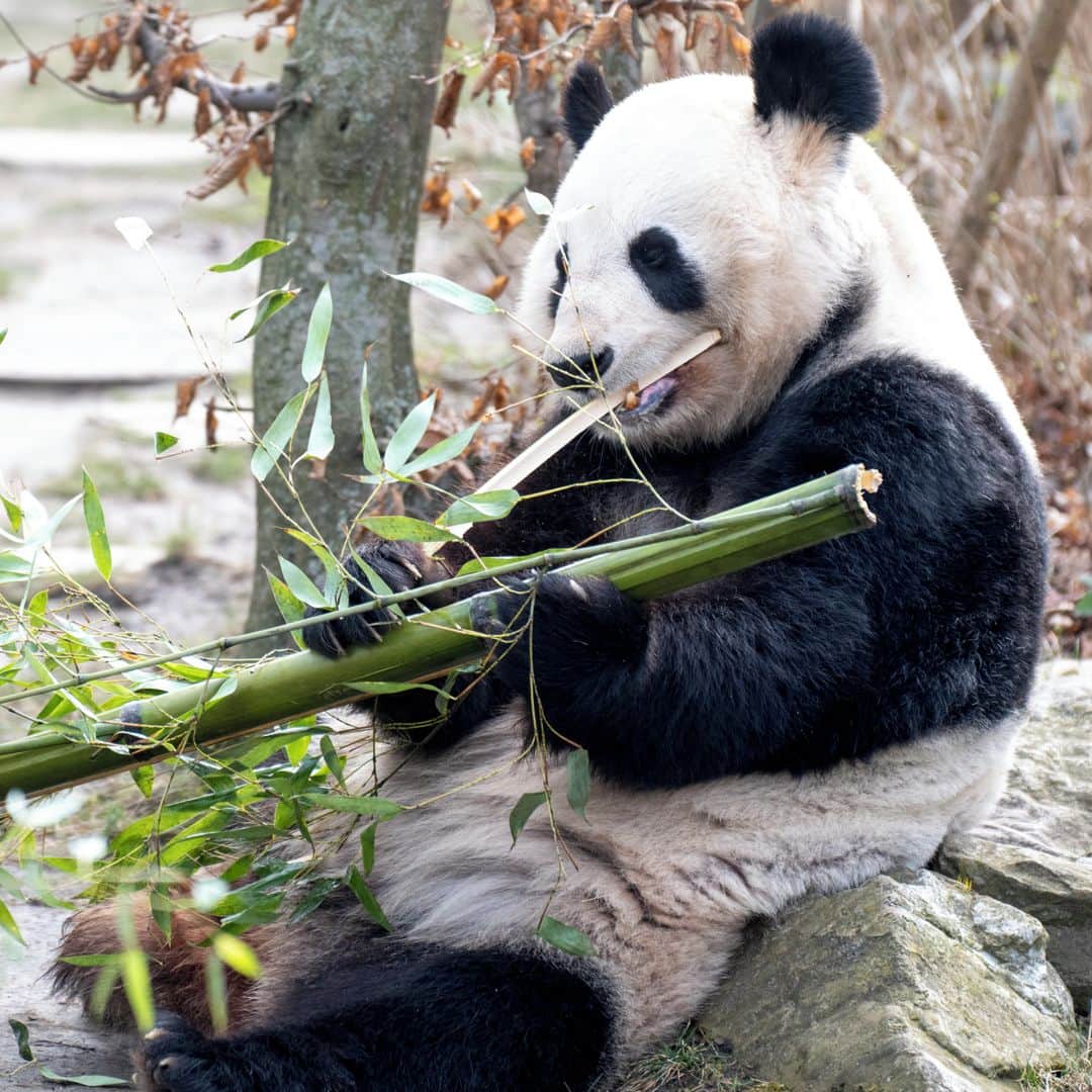 ルモンドさんのインスタグラム写真 - (ルモンドInstagram)「Le sort du panda géant est une réussite emblématique en matière de conservation. Depuis 2016, l’espèce est passée du statut « en danger » à « vulnérable » sur la liste rouge de l’Union Internationale pour la Conservation de la Nature (IUCN), et ce, grâce à la création de réserves en Chine qui ont vu le jour dans les années 1960. Cependant, ces mesures ne semblent pas avoir été bénéfiques pour le reste de la biodiversité, selon une étude chinoise publiée le 3 août dans la revue britannique" Nature Ecology & Evolution". Le léopard, la panthère des neiges ou encore le loup ont presque disparu de la majorité des aires protégées en Chine, qui ont été créées spécifiquement pour la conservation du panda.⁣ Pour en arriver à cette conclusion, les chercheurs chinois ont analysé des données sur la présence de quatre grandes espèces de carnivores dans 73 zones protégées en Chine, dont 66 réserves naturelles de pandas géants. Ils ont comparé des données datant de 1950 à 1970 avec des relevés réalisés au piège photographique de 2008 à 2018. Selon leurs résultats, les aires de répartition de ces quatre espèces ont subi un recul important en soixante ans. Ainsi, les léopards ont disparu de 81 % des espaces des réserves, les panthères des neiges de 38 %, les loups de 77 % et les chiens sauvages d’Asie, de 95 %.⁣ -⁣ Un panda géant au zoo de Schonbrunn, à Vienne, en Autriche, en février.⁣ Photo : Joe Klamar / AFP (@afpphoto)⁣ -⁣ #planete #nature #panda」8月5日 0時44分 - lemondefr