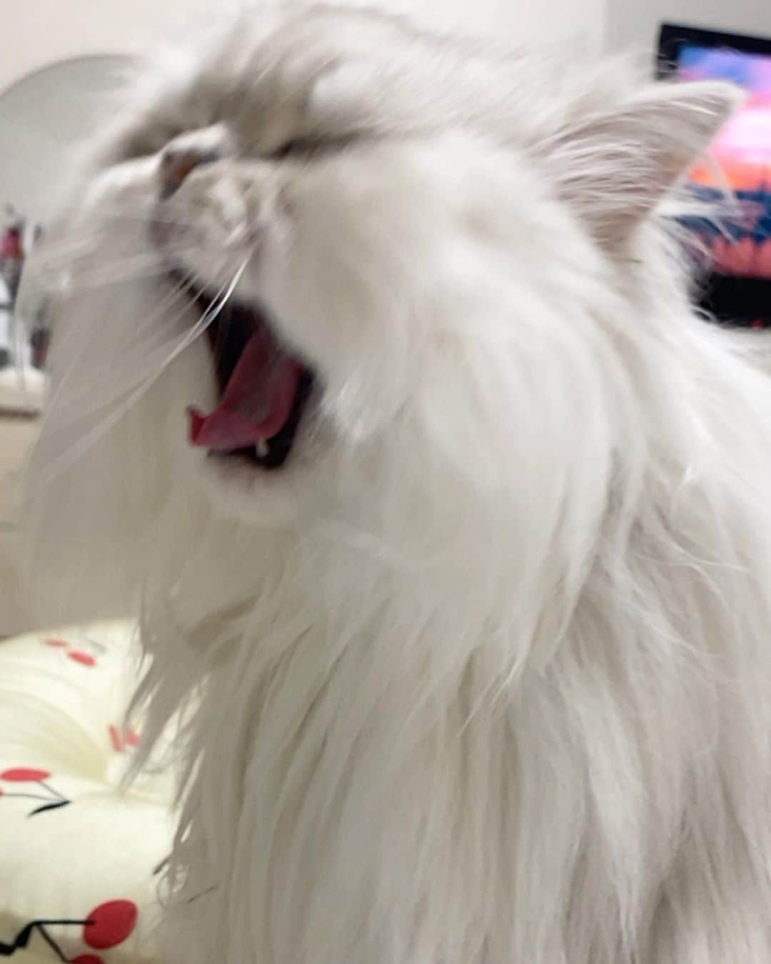 후추네큰언니のインスタグラム：「어제 영상통화 중 🤣」