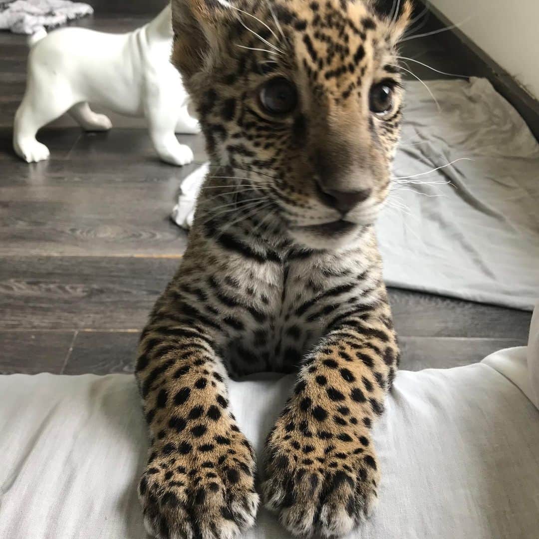 Black Jaguar-White Tiger のインスタグラム