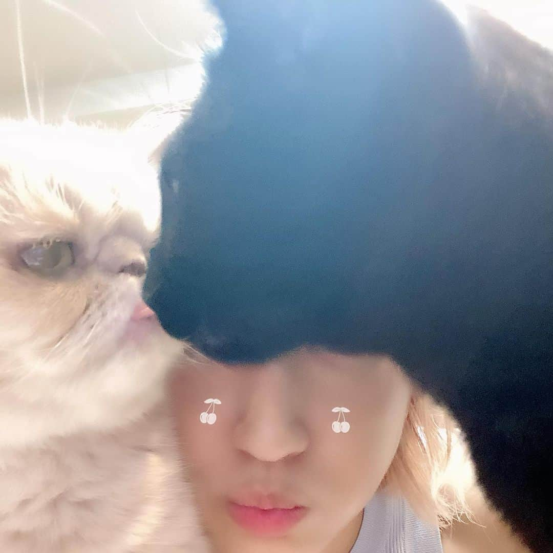 Ms.OOJAさんのインスタグラム写真 - (Ms.OOJAInstagram)「ひぇー毎日猫可愛い🐱🐱🐱🐱」8月5日 0時46分 - msoojafaith