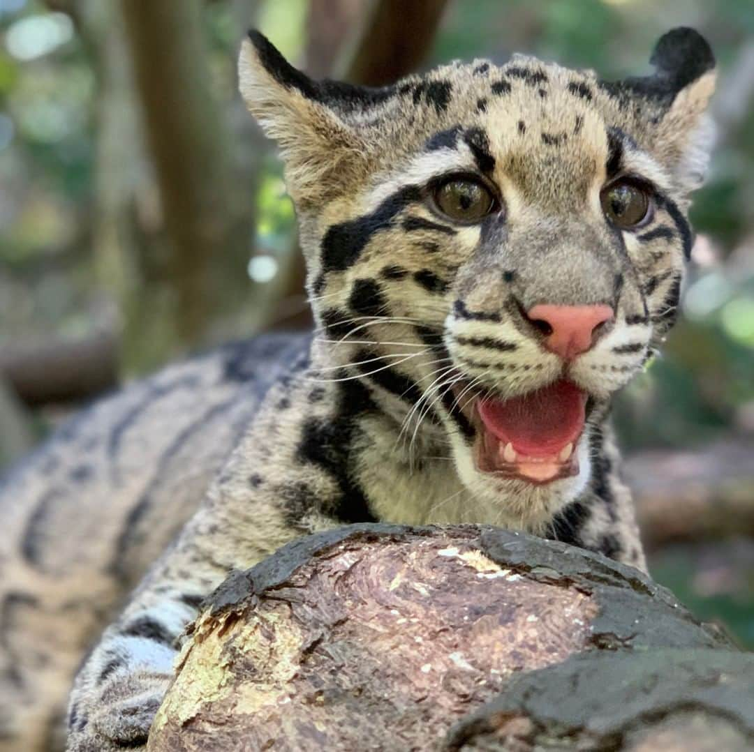 スミソニアン国立動物園さんのインスタグラム写真 - (スミソニアン国立動物園Instagram)「Happy International Clouded Leopard Day! Let’s learn a thing or two about our clouded leopard cubs—Jilian and Paitoon!  . . .  Every morning and afternoon, the cubs take part in husbandry training sessions. Asia Trail keepers are teaching them behaviors that enable them to voluntarily participate in their own veterinary care. This allows our animal care team to perform important procedures—including administering vaccines—while the cubs are awake, reducing the need for anesthesia.  . . .  Over the past few months, keepers have been working closely with Jilian and Paitoon to voluntarily accept injections. This prepares them for yearly vaccinations they will need, such as rabies and distemper.  . . .  Our training program uses positive reinforcement, which means the cubs are rewarded with a favorite treat for doing the behavior asked of them. Paitoon always trains first because he demands it! He will eagerly train for his normal diet of raw meatballs. Jilian’s favorite treat is goat’s milk. Keepers dilute it with water, and she happily laps it out of a syringe.  . . .  The first time keepers were able to inject Paitoon with hardly any reaction at all was a very proud moment! Training complex behaviors such as this can take weeks, months or even years. (Paitoon mastered it in 2 months and received rabies and distemper vaccines. Jilian is allowing needle sticks, and keepers are pleased with the progress she has made so far.) The trick is to turn an experience that could be uncomfortable or scary into something positive and enjoyable.」8月5日 0時57分 - smithsonianzoo