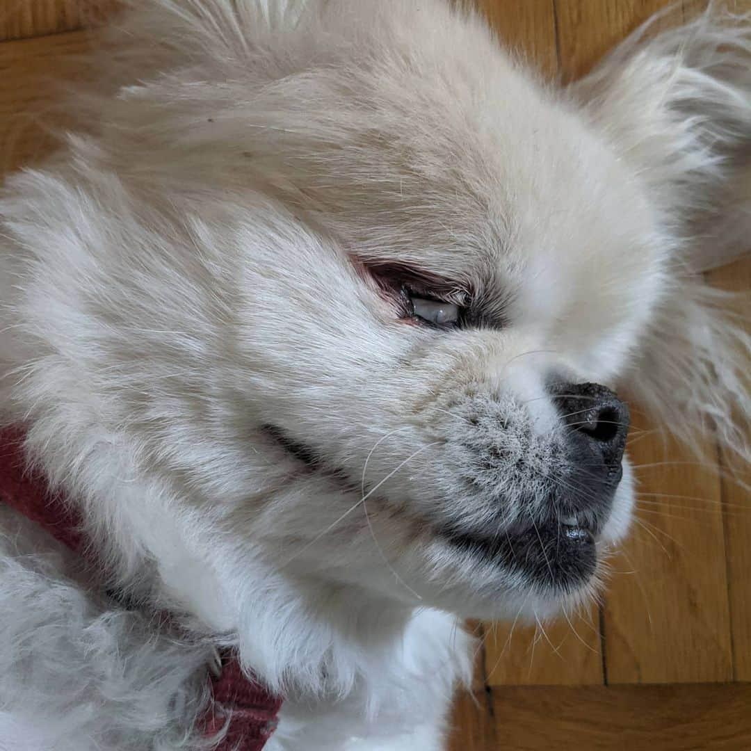 ハーマン・リさんのインスタグラム写真 - (ハーマン・リInstagram)「Sinbad! He moved like a Ninja and sees all without seeing.  #pekingese #rescuedogs #rescuedog #dogsofinstagram #blinddogsofinstagram #blinddog」8月5日 1時44分 - hermanli