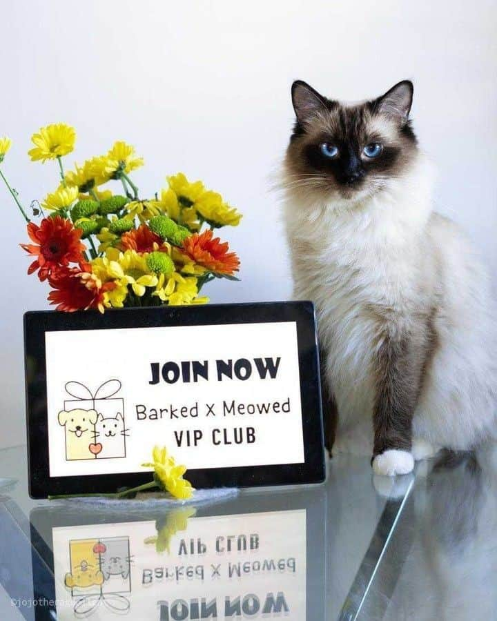 Aww Clubさんのインスタグラム写真 - (Aww ClubInstagram)「Join the “Barked X Meowed VIP Club” for monthly rewards! 🐾 Refer your friends to join for a chance to win an extra $100 Amazon Gift Card!⠀⠀⠀⠀⠀ ⠀⠀⠀⠀⠀ 🎁 Tap the link in bio and join the “Barked X Meowed VIP Club” now!⠀⠀⠀⠀⠀ ⠀⠀⠀⠀⠀ 📷@jojotheragdollcat⠀⠀⠀ ⠀⠀⠀⠀⠀ #meowed #barkedmeowedvip #jojotheragdollcat #ragdoll #Rewards #Gift #members #VIP」8月5日 2時00分 - meowed