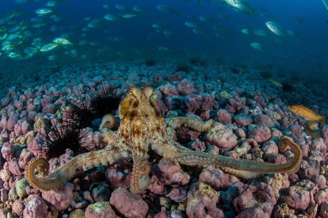 ナショナルジオグラフィックさんのインスタグラム写真 - (ナショナルジオグラフィックInstagram)「Photo by @enricsala  Juan Fernández Archipelago, Chile: You don’t need to understand the natural world to love it. I have studied the ocean for 30 years, but as a child, I loved the ocean because it was exciting, beautiful, and mysterious. I would spend my summer days snorkeling for hours in the Mediterranean Sea off the Costa Brava's shores. This summer, I hope you can find a safe spot in nature to love and to soak in the moments of peace and beauty.」8月5日 7時35分 - natgeo