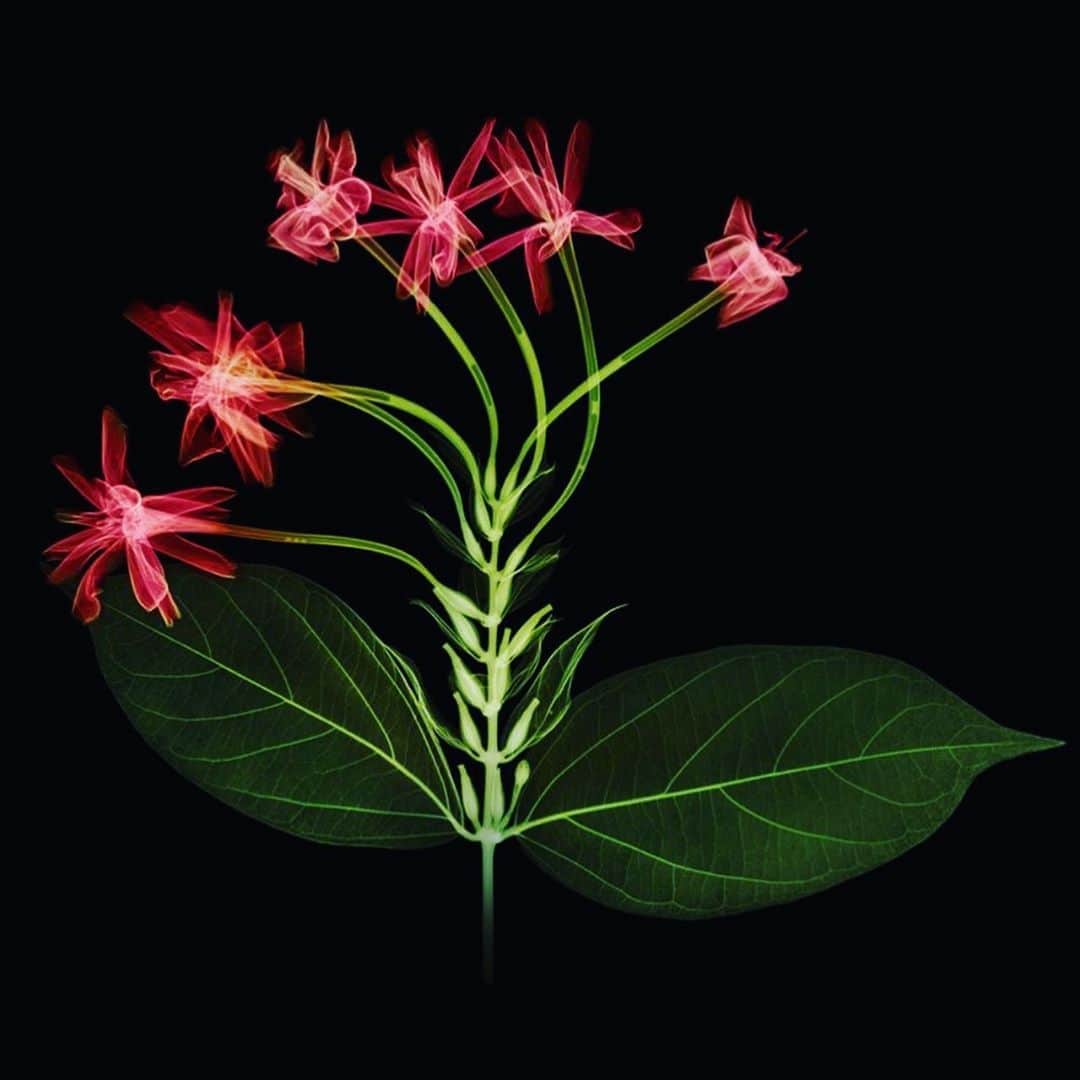 のインスタグラム：「X-ray Flowers #amkk #amkkproject #makotoazuma #azumamakoto #東信花樹研究所 #東信 #jardinsdesfleurs #shiinokishunsuke #flowerart #flower #flowers」