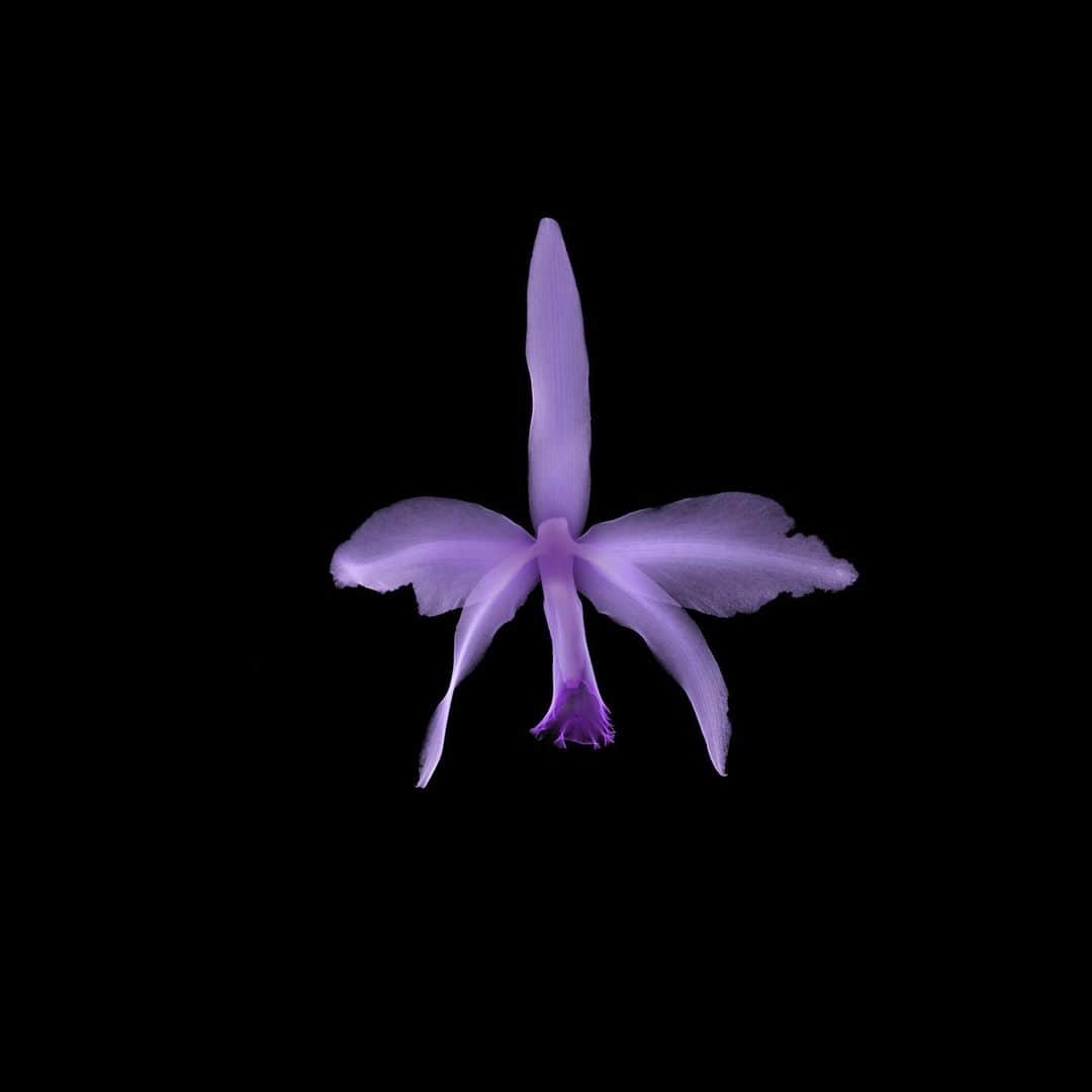 椎木俊介さんのインスタグラム写真 - (椎木俊介Instagram)「X-ray Flowers #amkk #amkkproject #makotoazuma #azumamakoto #東信花樹研究所 #東信 #jardinsdesfleurs #shiinokishunsuke #flowerart #flower #flowers」8月5日 7時32分 - shiinokishunsuke