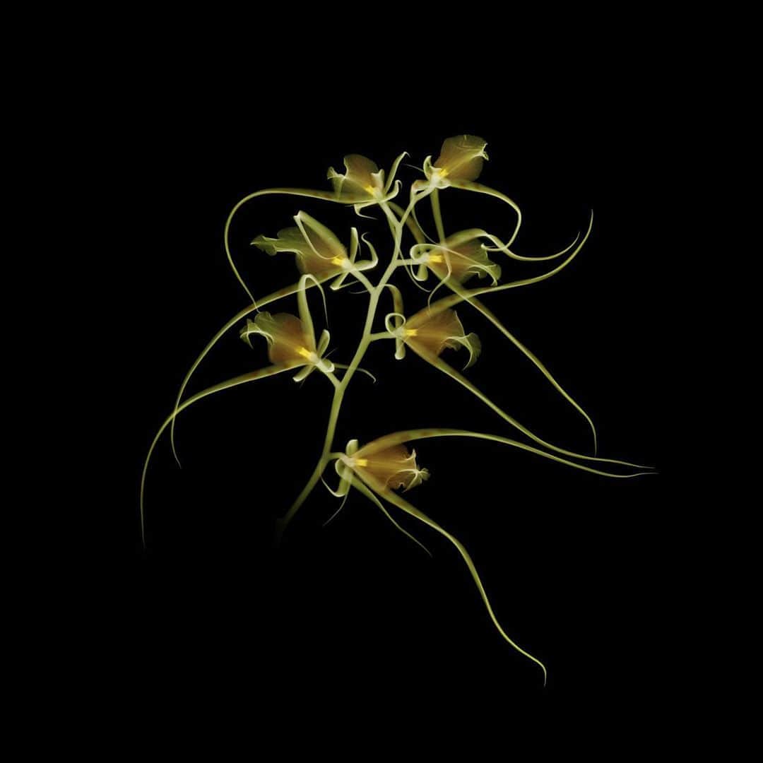 椎木俊介のインスタグラム：「X-ray Flowers #amkk #amkkproject #makotoazuma #azumamakoto #東信花樹研究所 #東信 #jardinsdesfleurs #shiinokishunsuke #flowerart #flower #flowers」