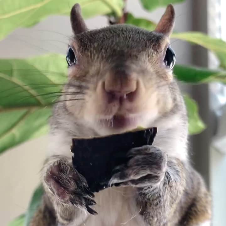 Jillのインスタグラム：「AVO-CADO⁣ ⁣ ⁣ ⁣ ⁣ #petsquirrel #squirrel #squirrels #squirrellove #squirrellife #squirrelsofig #squirrelsofinstagram #easterngreysquirrel #easterngraysquirrel #ilovesquirrels #petsofinstagram #jillthesquirrel #thisgirlisasquirrel #avocado #fiddleleaffig #squirreleating」
