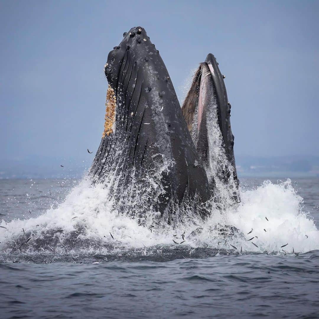 Chase Dekker Wild-Life Imagesのインスタグラム：「When the humpbacks aren’t interesting in being friendly with the boats, they’ve been busy being hungry. Every year in Monterey Bay, late July through September seems to produce the most amount of feeding frenzies as the anchovies crowd the bay and the predators follow. I’ve always loved the moment when the fish start bubbling at the surface, which signals the eruption of a gargantuan whale head rocketing out of the sea. There aren’t many animals on the planet that put on a better show feeding than humpback whales. @sanctuarycruises」