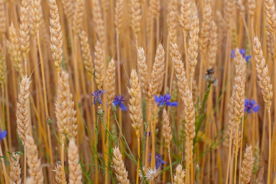 National Geographic Creativeさんのインスタグラム写真 - (National Geographic CreativeInstagram)「Photo by @joshuacogan  A field of golden wheat ready for harvest in the Northern Neck region of Virginia (with a some purple iron weed in the second image). One of the teachings for me in the journey of this story, was seeing the broad range of items in a traditional market basket that one finds in the mid-atlantic. Due to the variety of micro-climates, altitudes, soil types and precipitation, farmers are able to  sustain a broad range of plants and animals that feed people throughout the country. For more images on our relationship to land, environment and food systems follow me @joshuacogan」8月5日 4時13分 - natgeointhefield