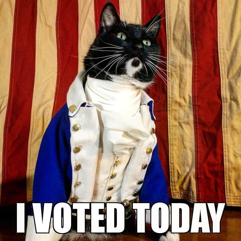 猫コスプレさんのインスタグラム写真 - (猫コスプレInstagram)「And you should too (when you can).  #Vote #vote2020」8月5日 4時46分 - cat_cosplay